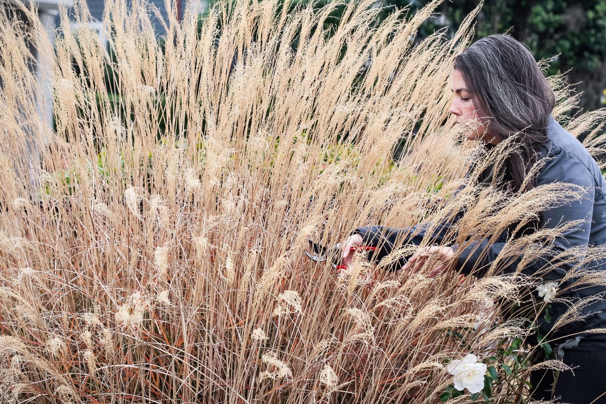 Песколюбка Песчаная