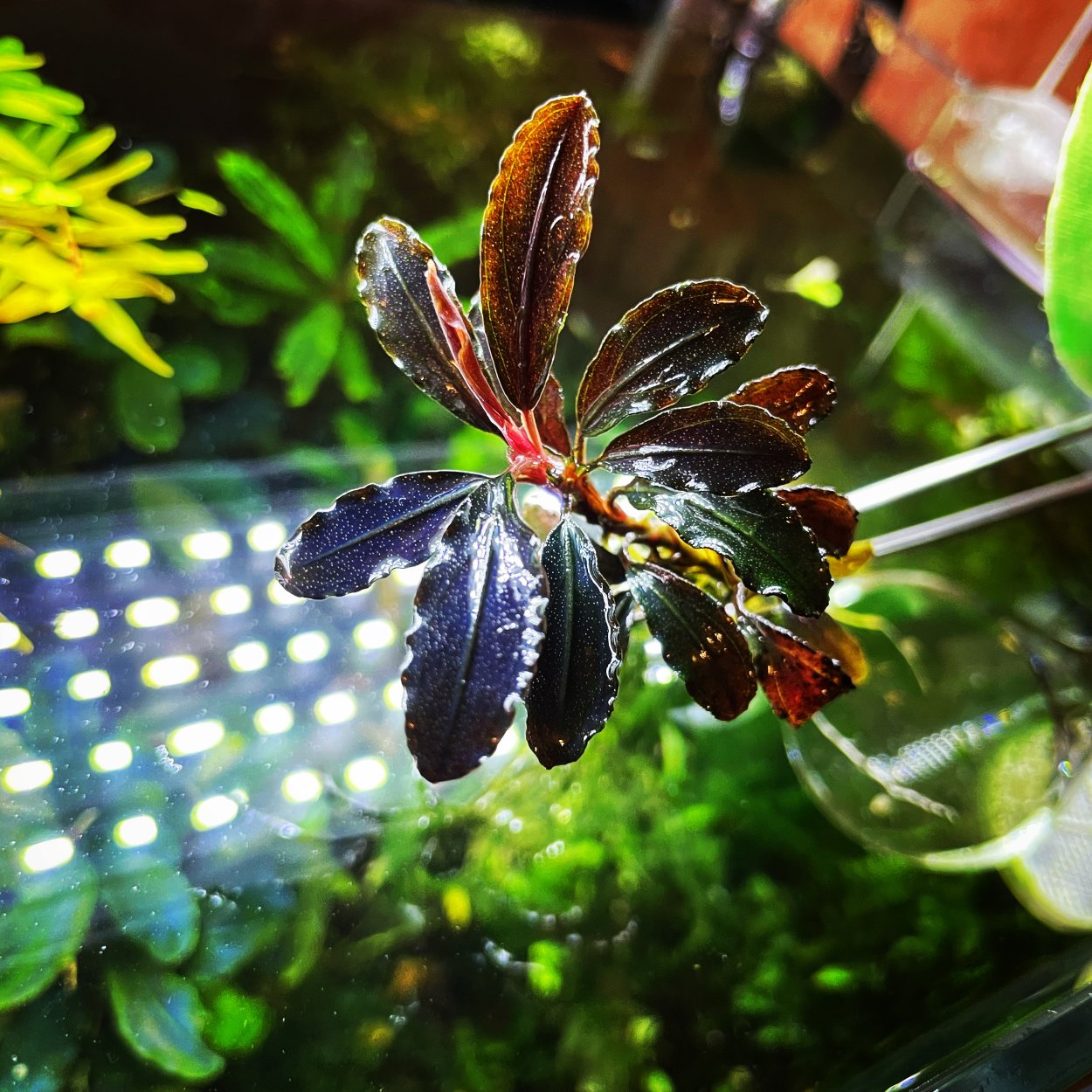 Bucephalandra SP. "Red Mini"