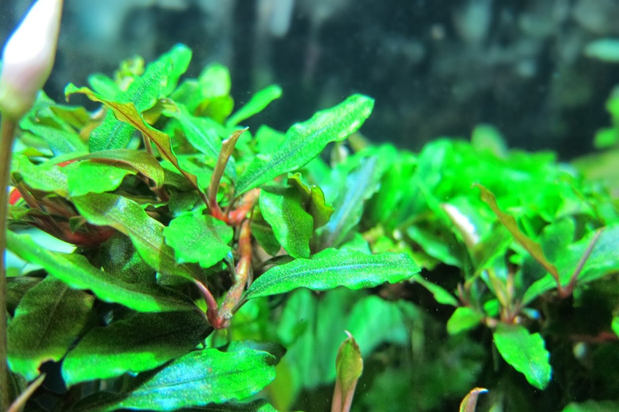 Буцефаландра SP.cherish