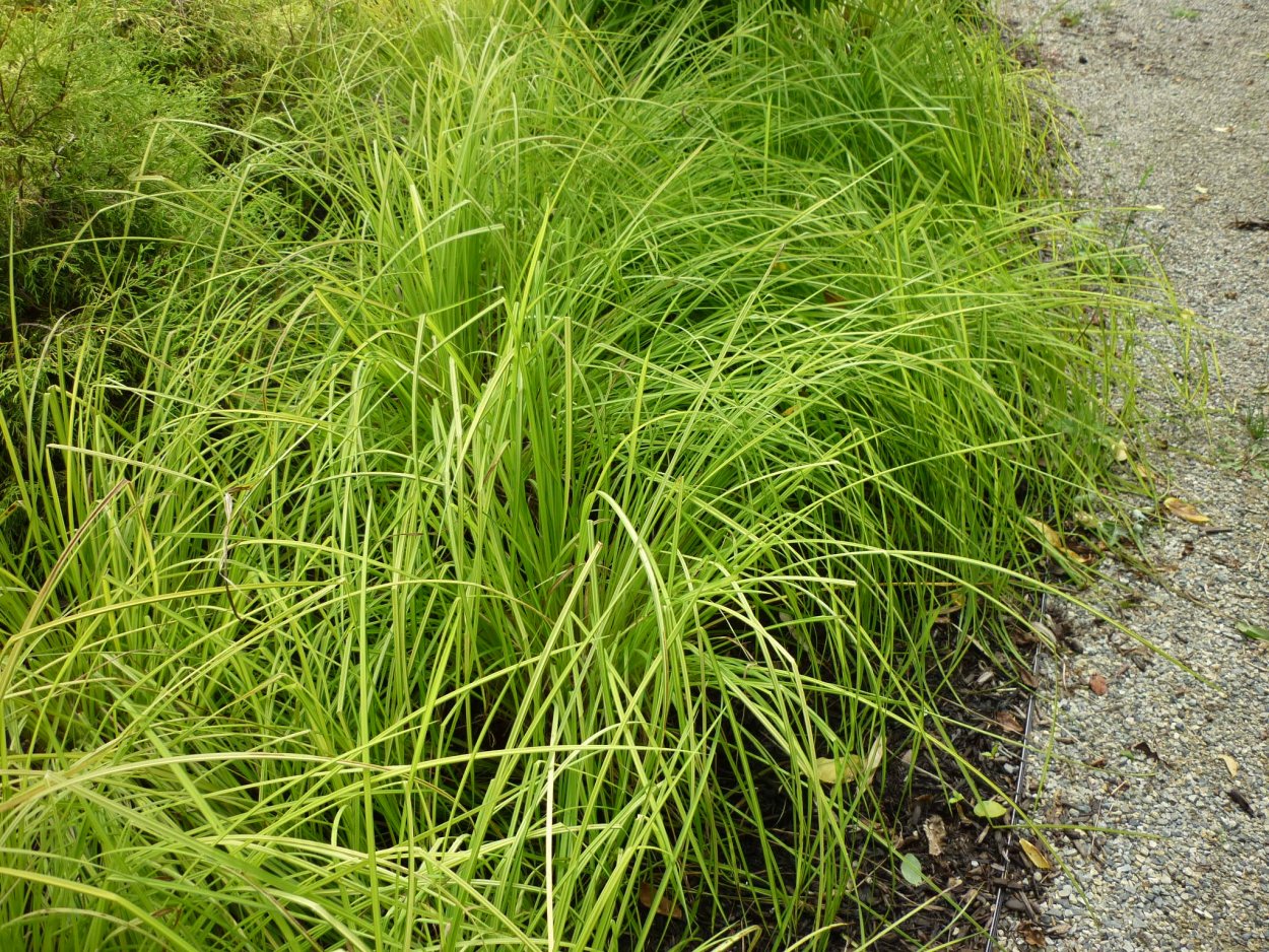 Спартина гребенчатая