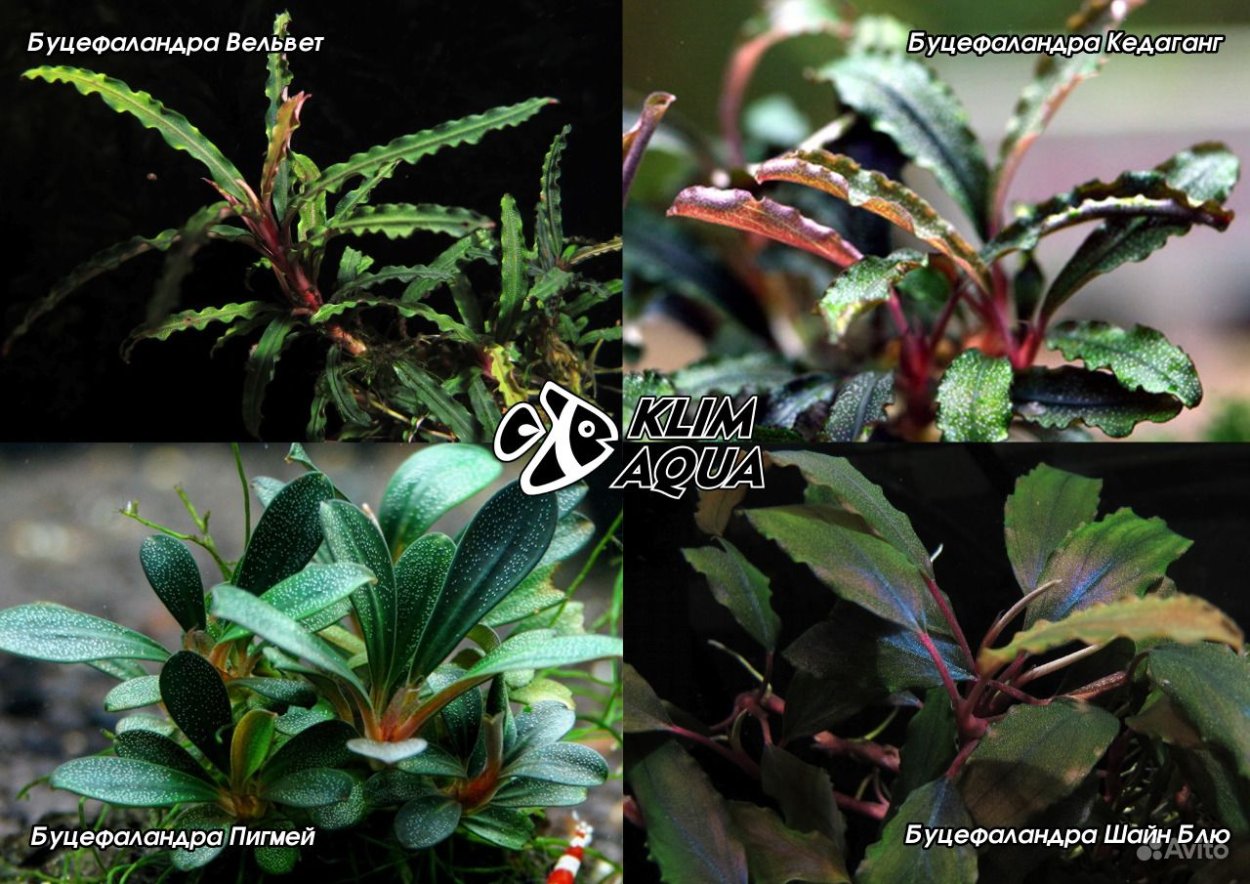 Буцефаландра аквариумное растение