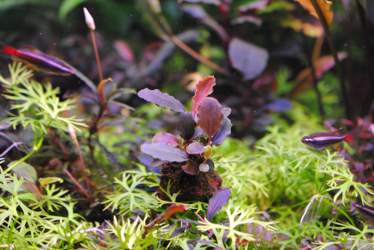 Буцефаландра Белинда