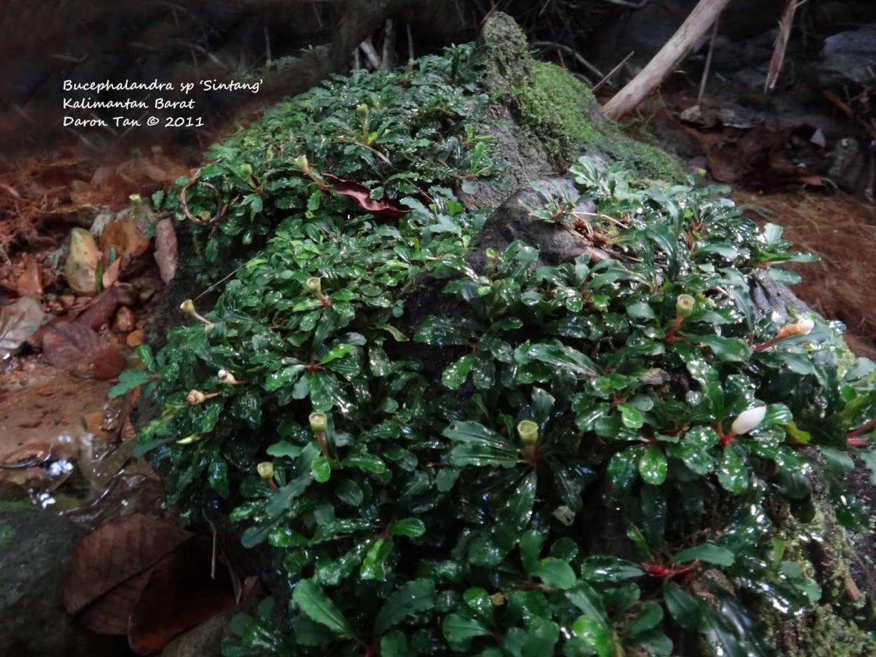 Буцефаландра Синтанг Калимантан