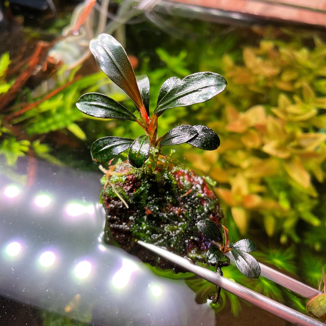 Буцефаландра Блэк вельвет