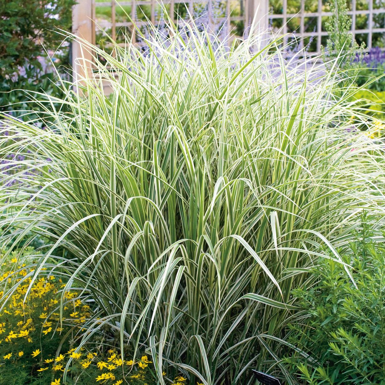 Молиния голубая Вариегата