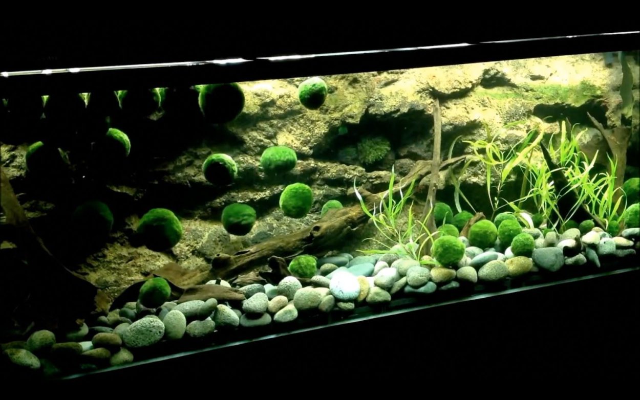 Акваскейп с Кладофорой