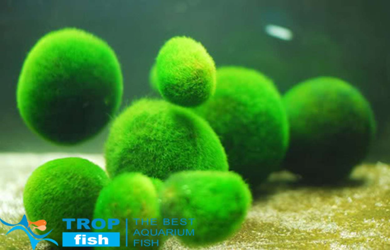 Эгагропила Линнея