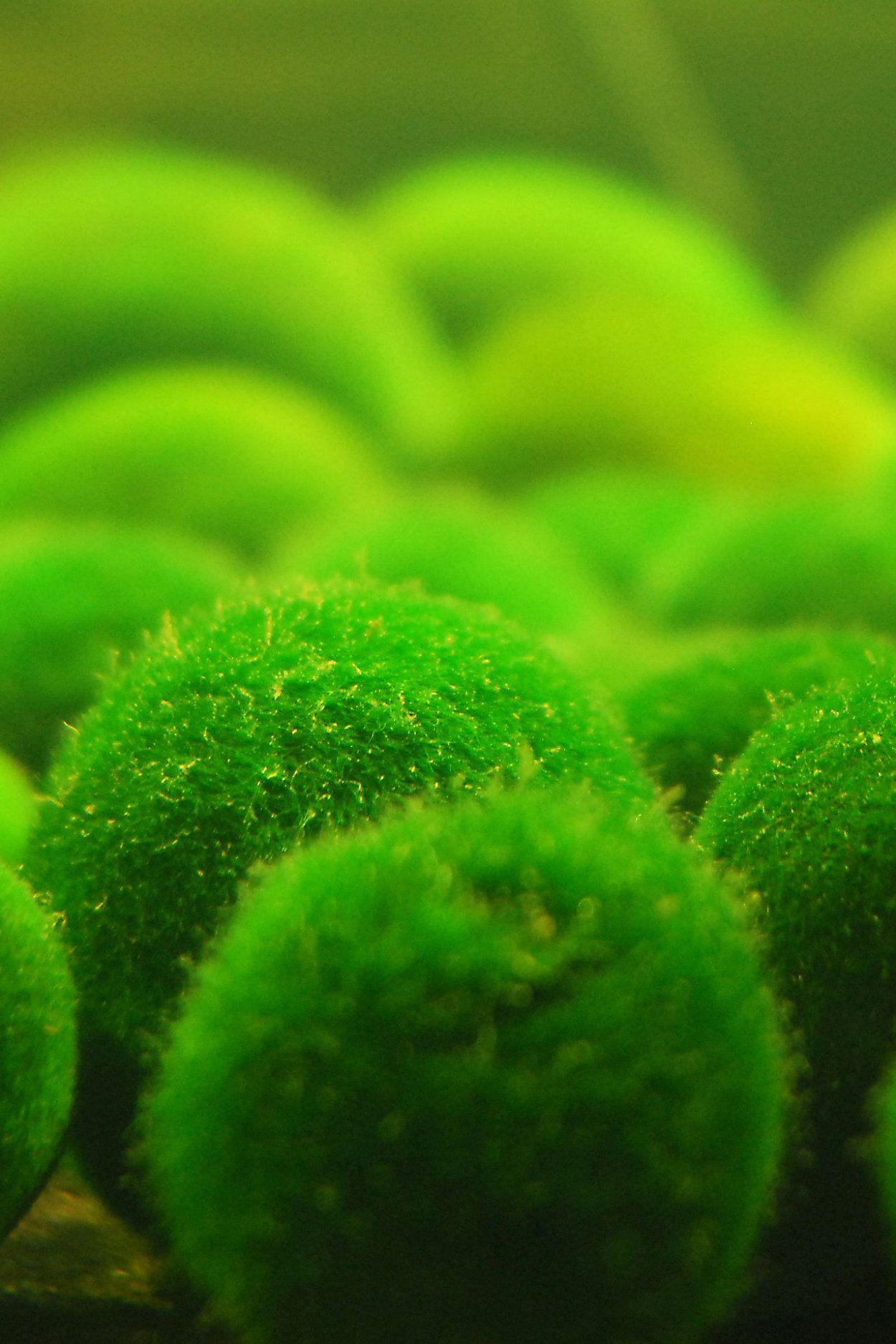 Маримо Мосс водоросль