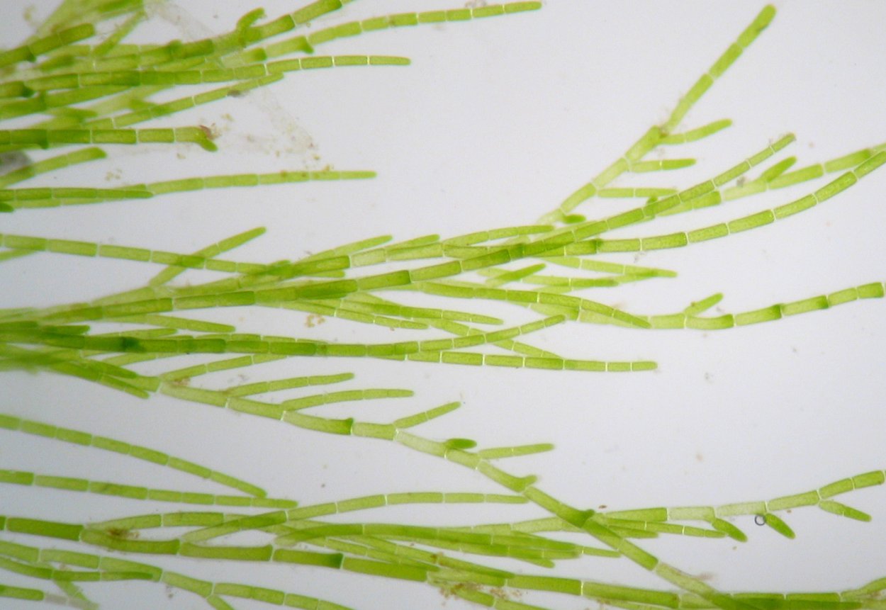 Сифонокладовые водоросли кладофора