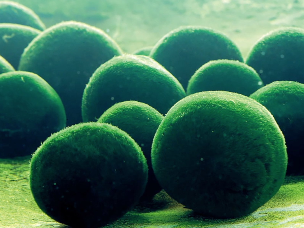 Маримо водоросль