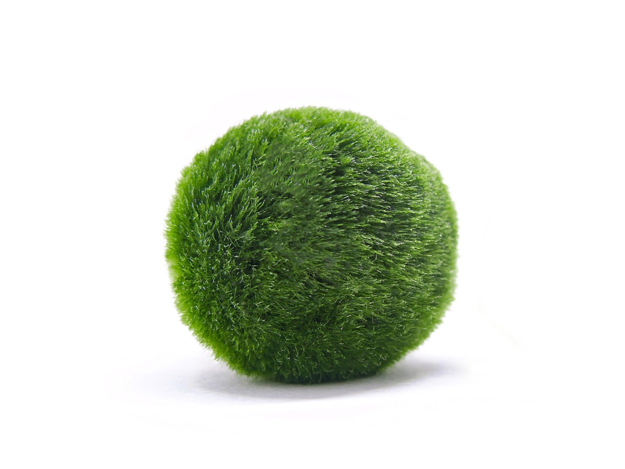 Marimo Moss Ball
