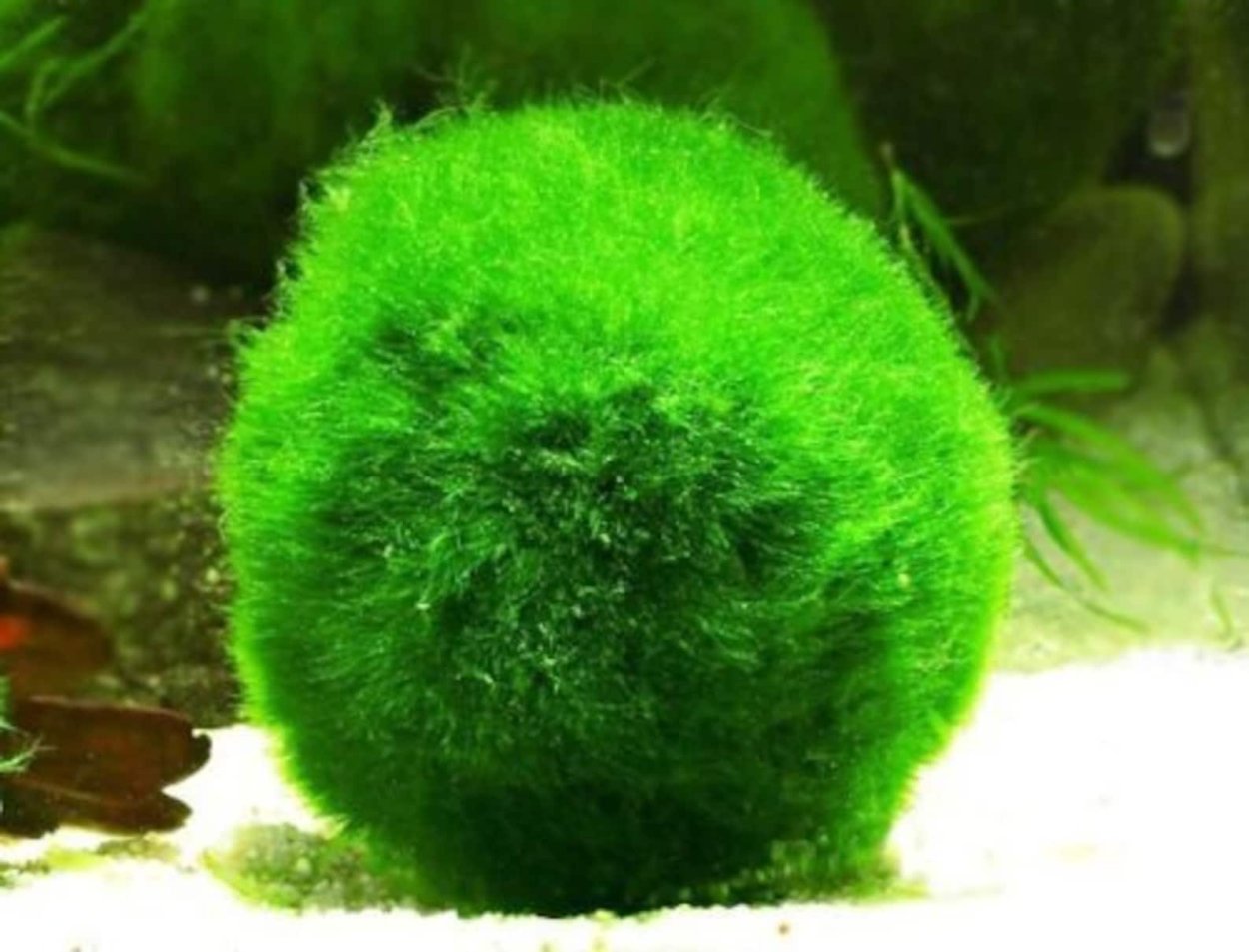 Кладофора водоросль