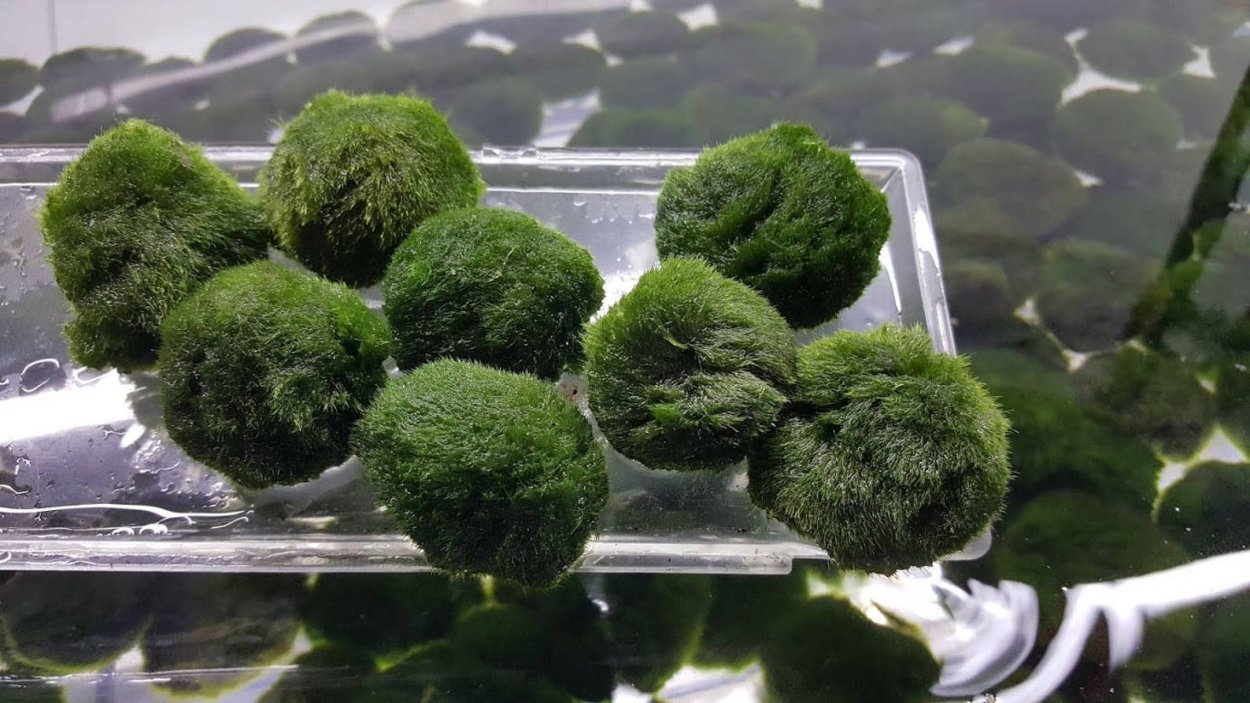 Растение с прилипающими шариками