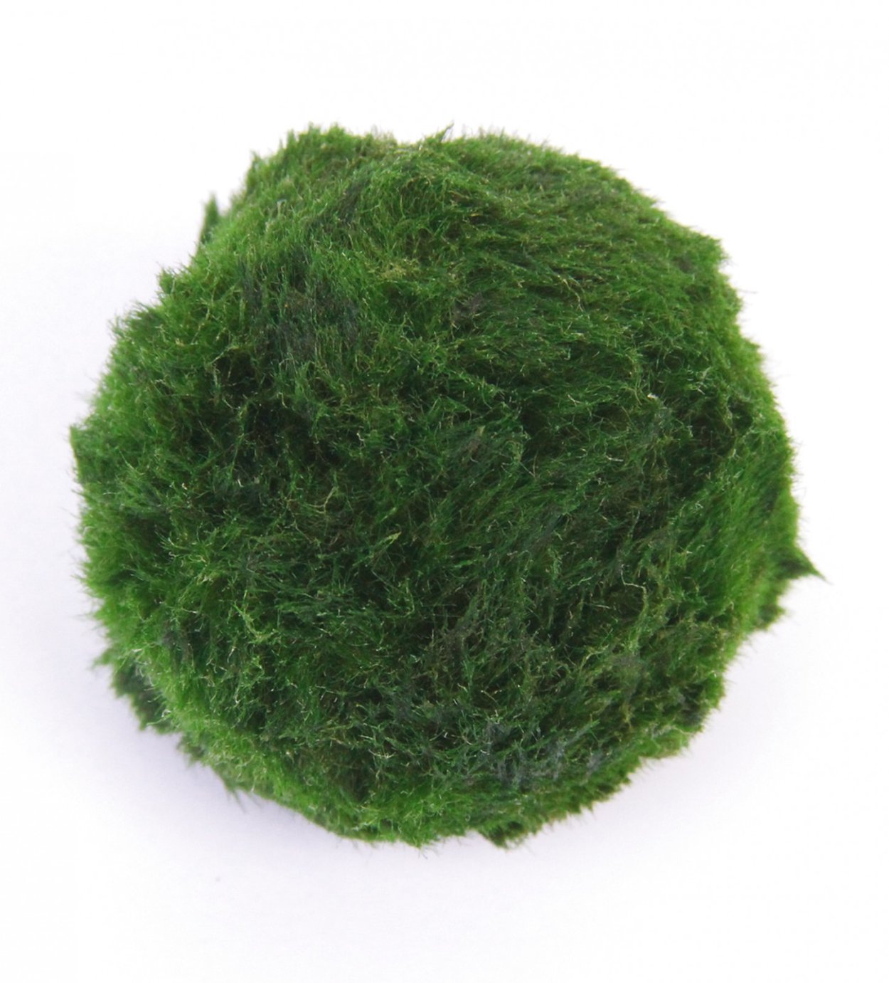 Круглые водоросли