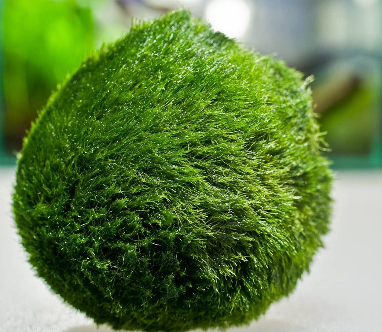 Кладофора водоросль