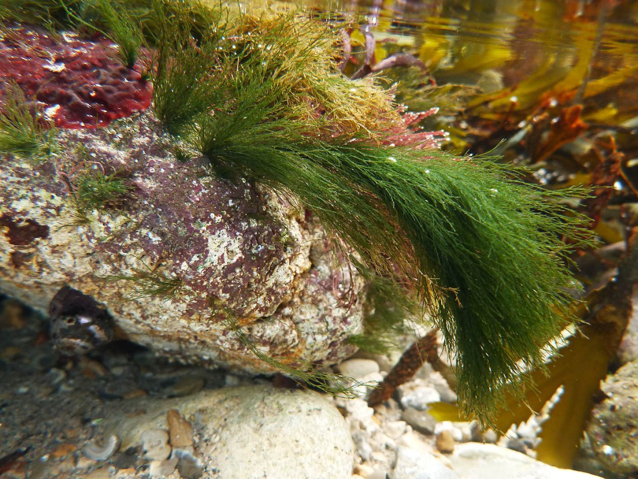 Кладофора Сивашская