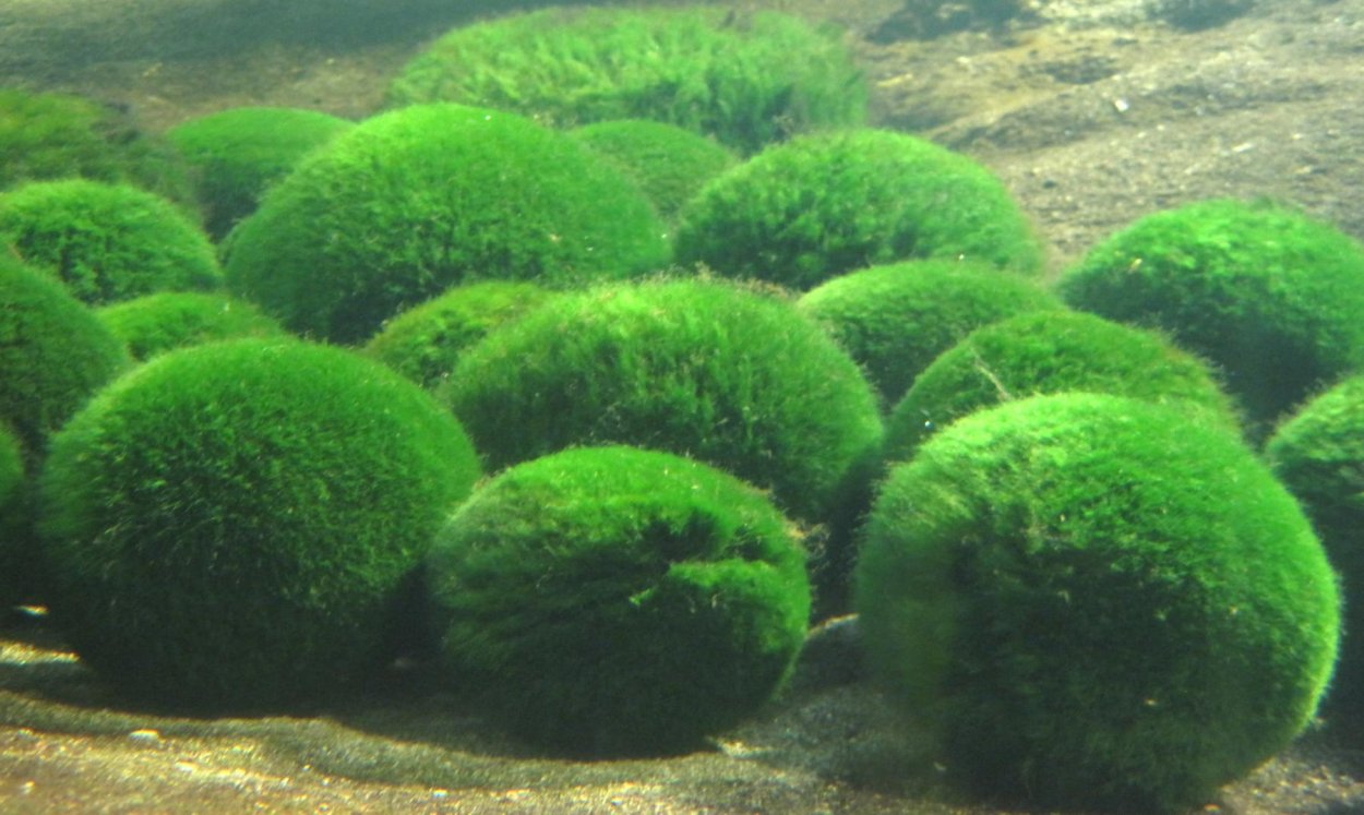 Маримо Мосс водоросль