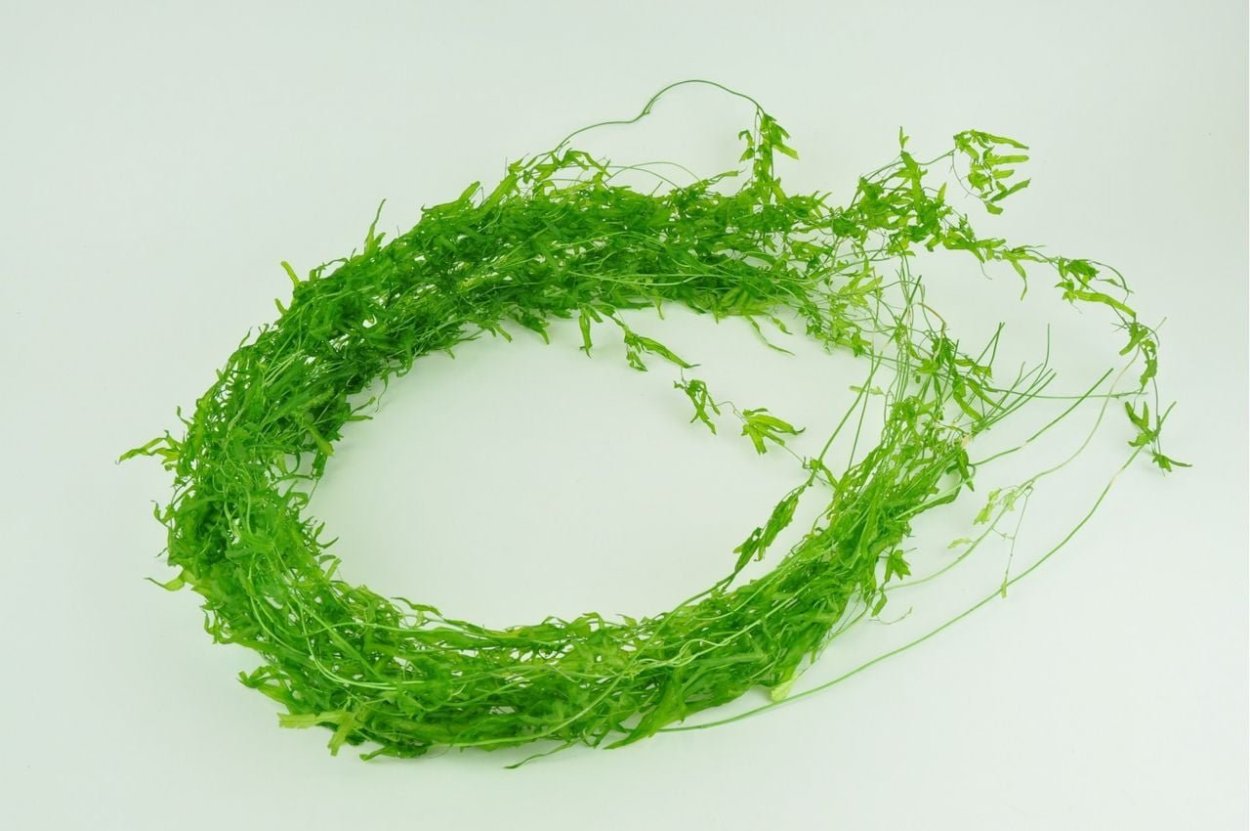 Зеленая водоросль спирулина