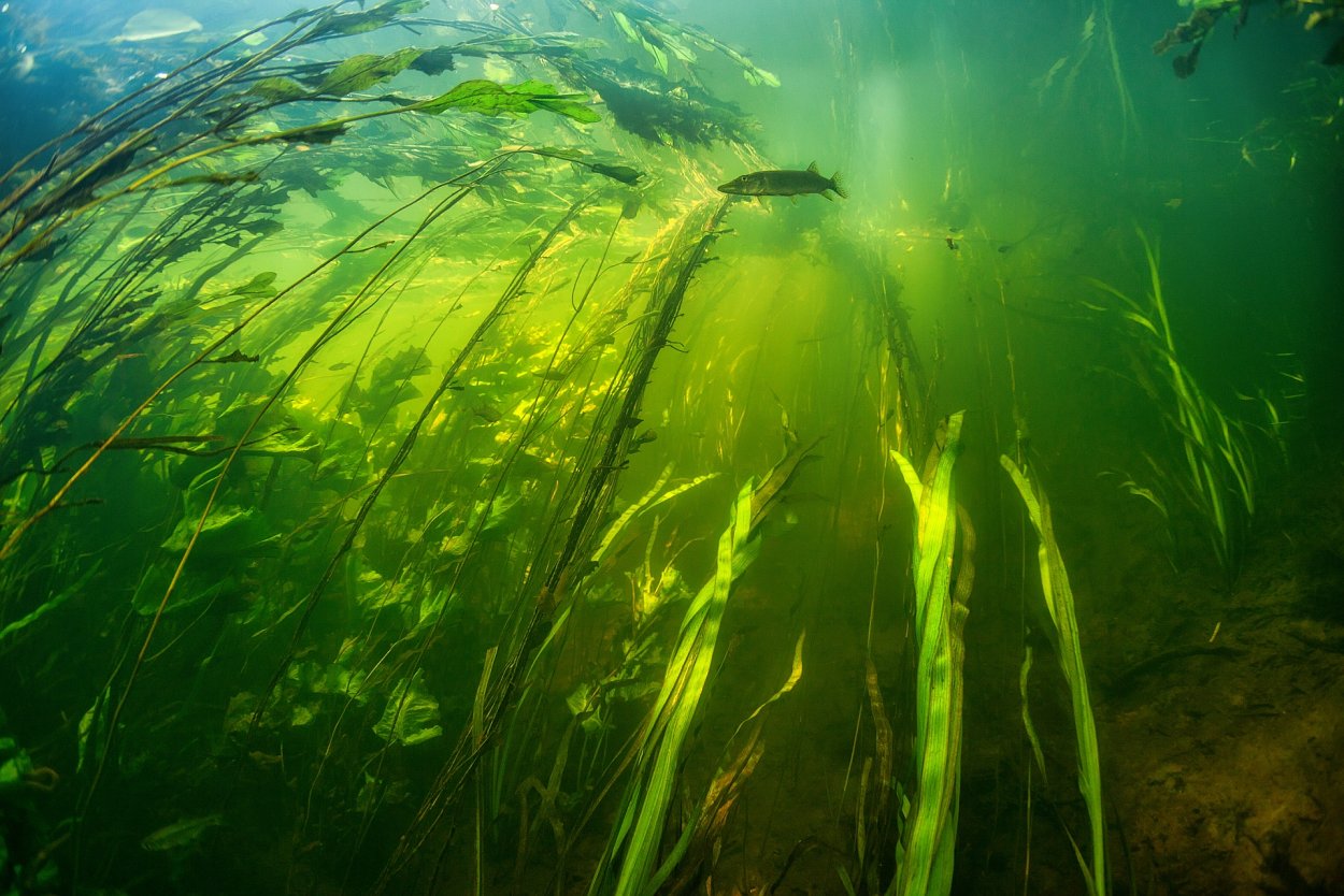 Водоросль фукус Пресноводная водоросль