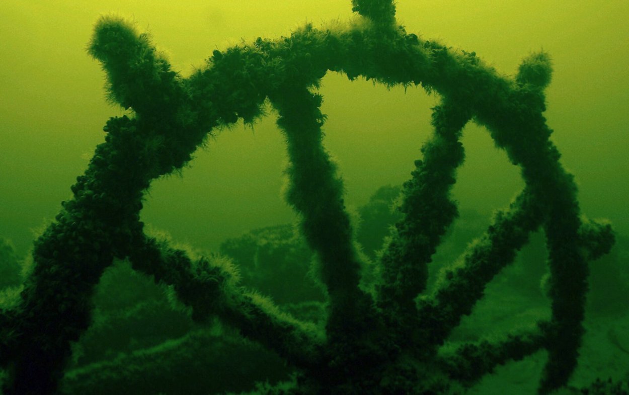 Водоросли на корабле