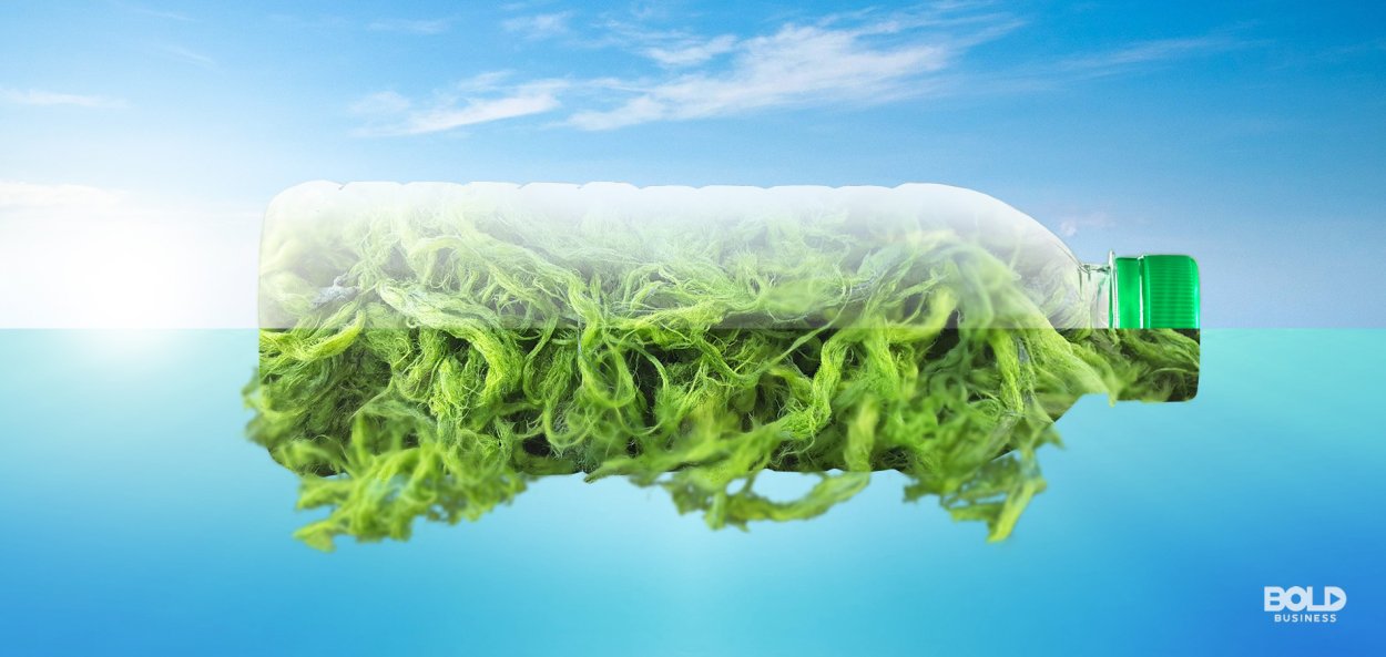 Биопластик из водорослей