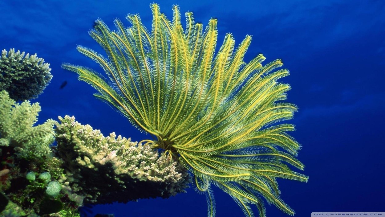 Морские лилии