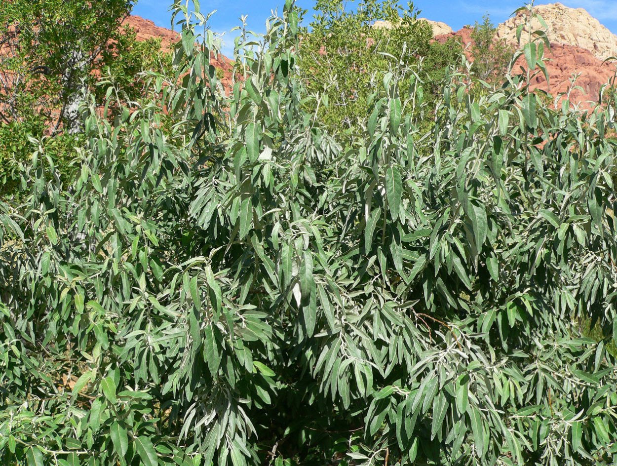 Джигида ягода