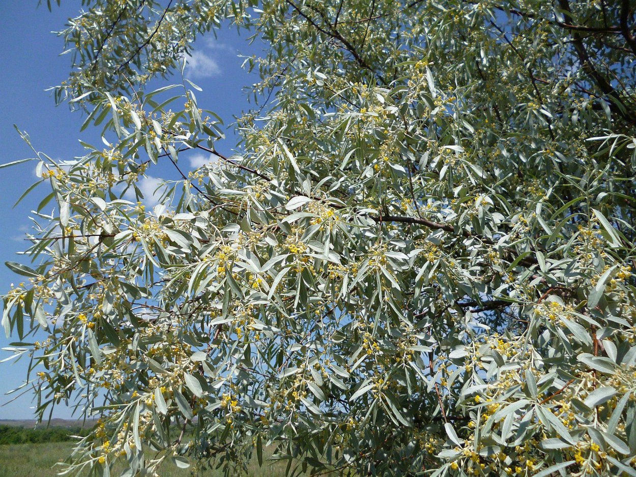 Армянские финики пшат