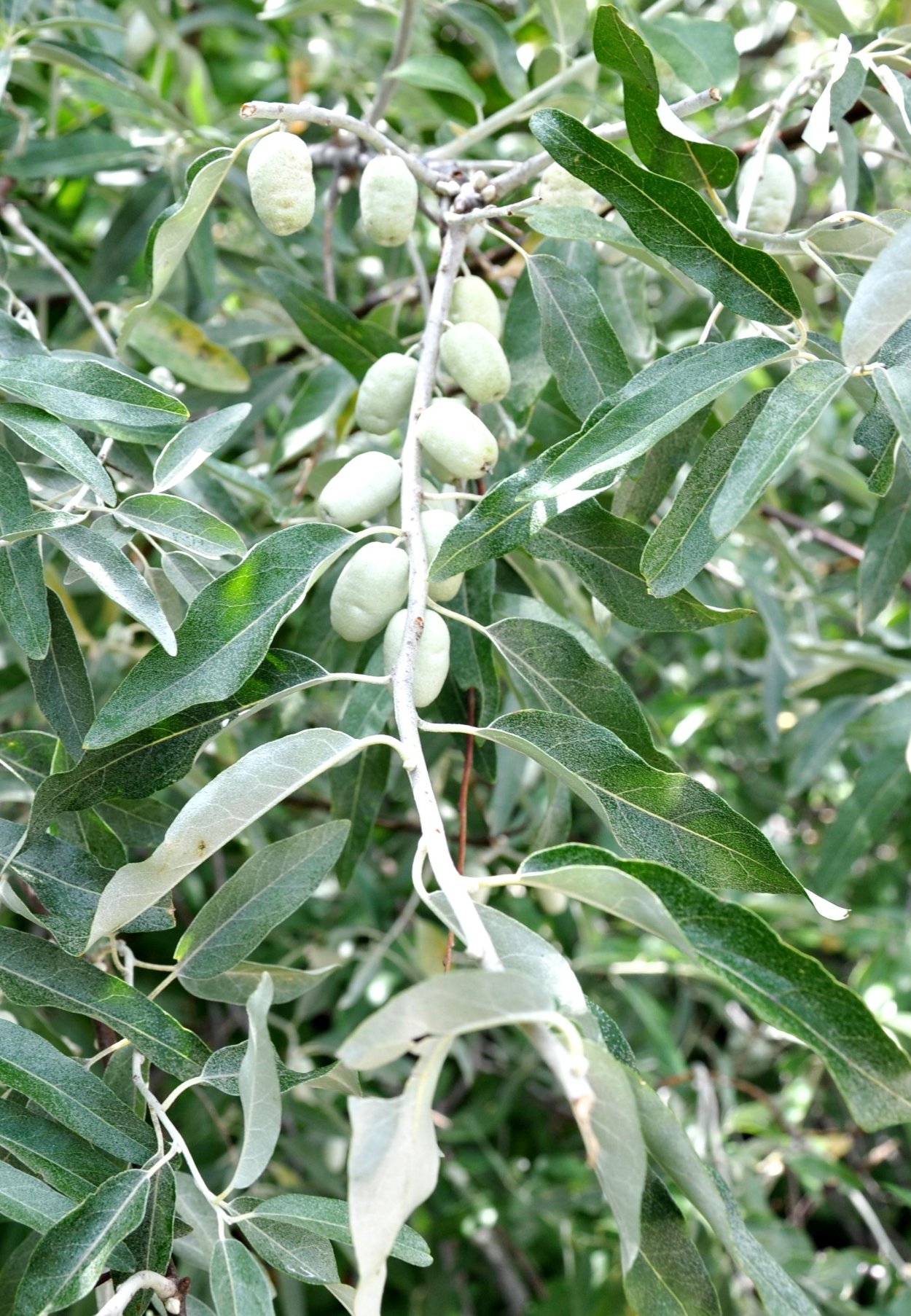 Лох узколистный Ангустифолия