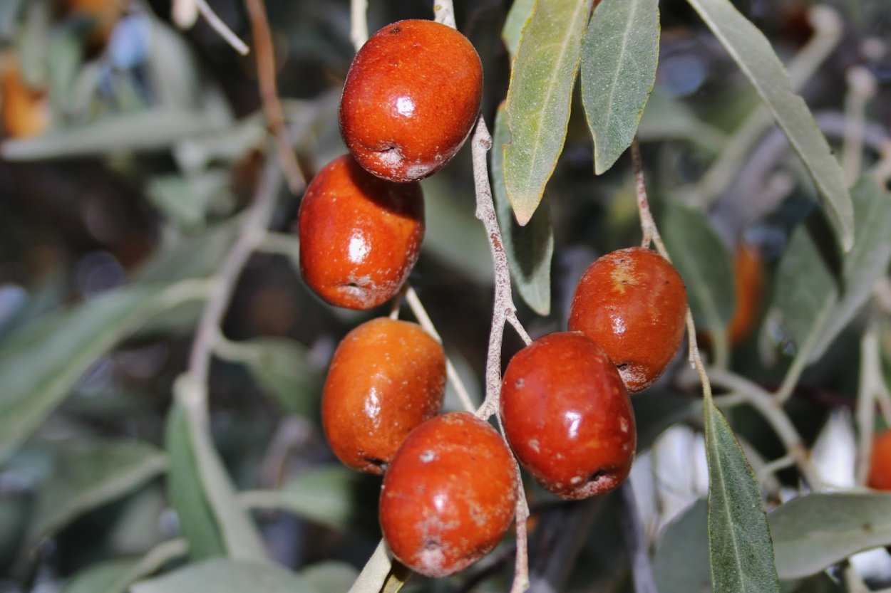 Лох узколистный (Elaeagnus angustifolia)