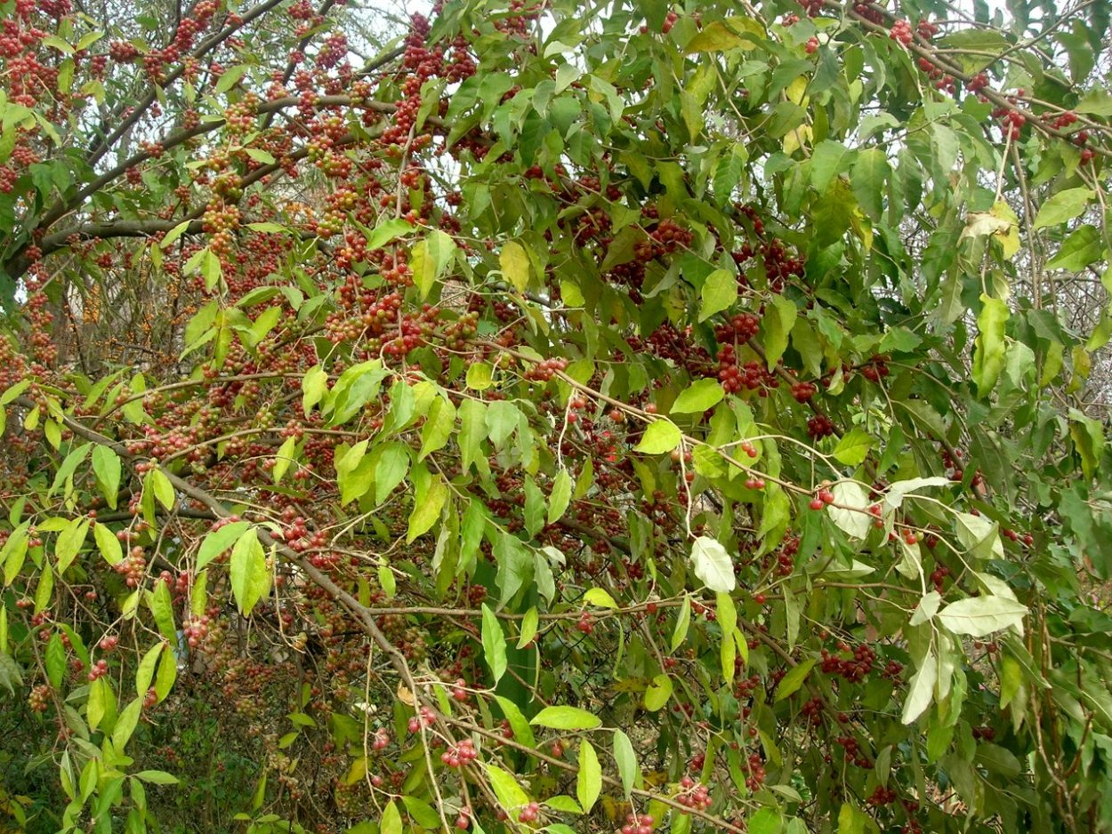 Лох узколистный Elaeagnus