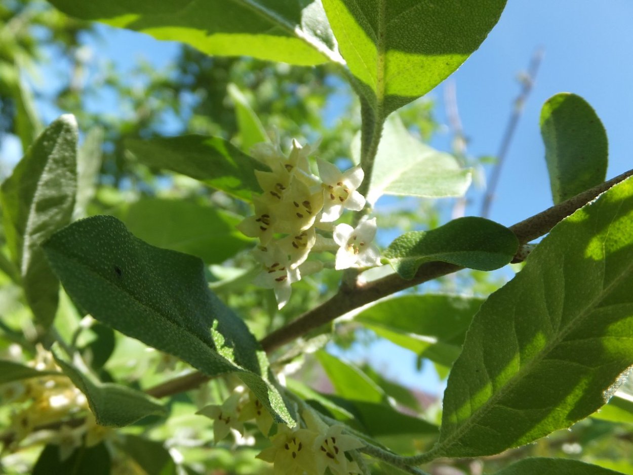 Elaeagnus commutata плод
