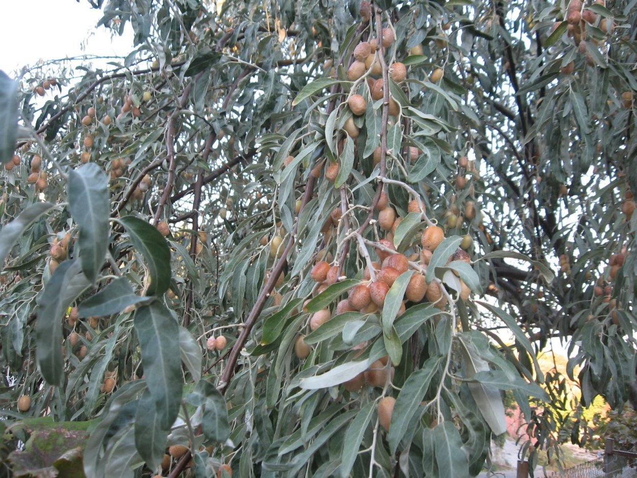 Лох серебристый узколистный