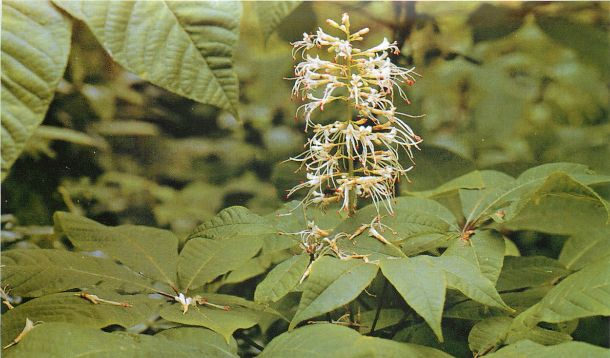 Армянские финики пшат