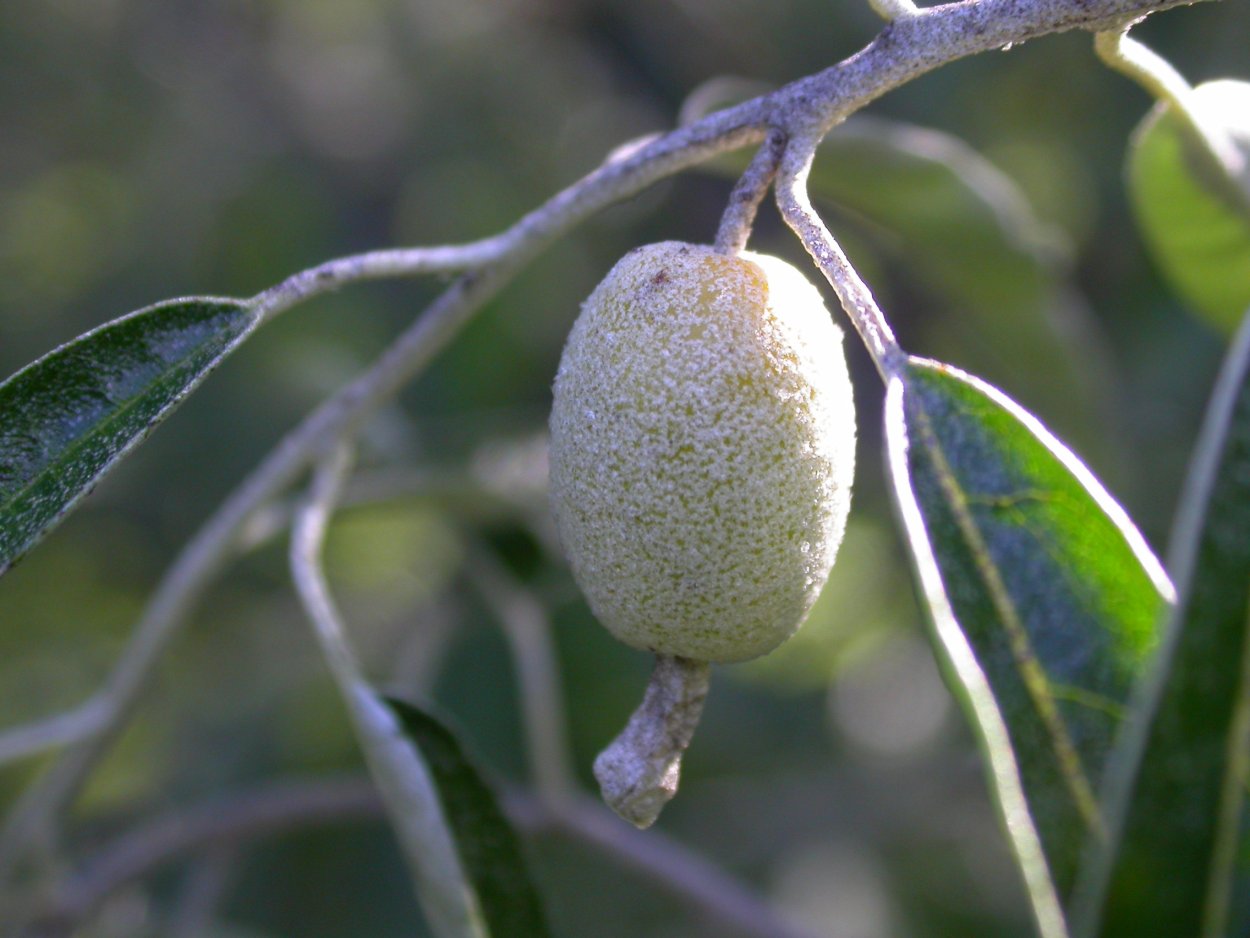 Джуда ягода в Узбекистане