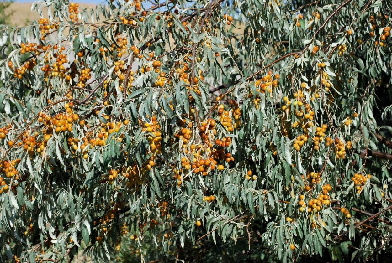 Oleum Hippophae rhamnoides