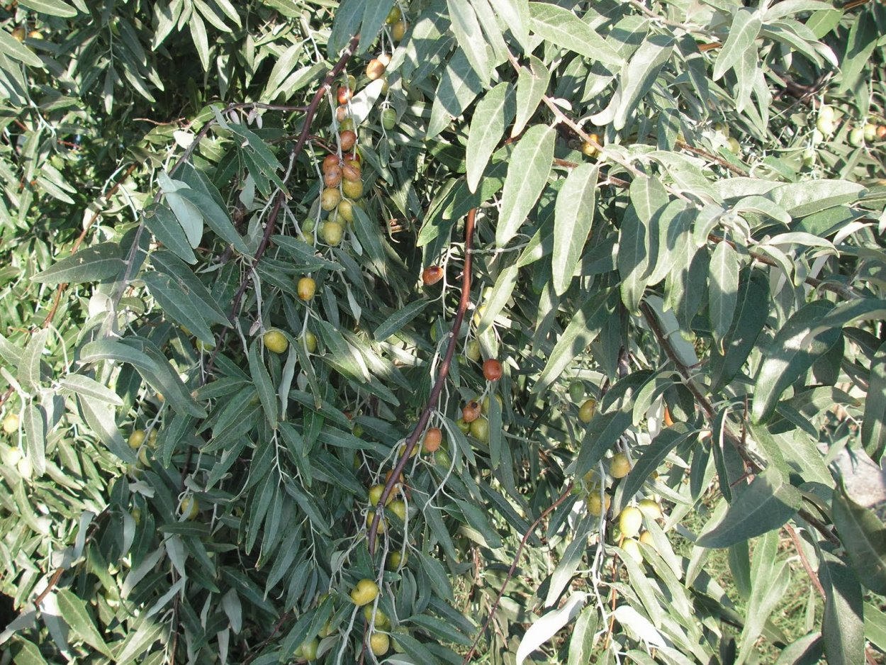 Лох зонтичный (Elaeagnus umbellata)