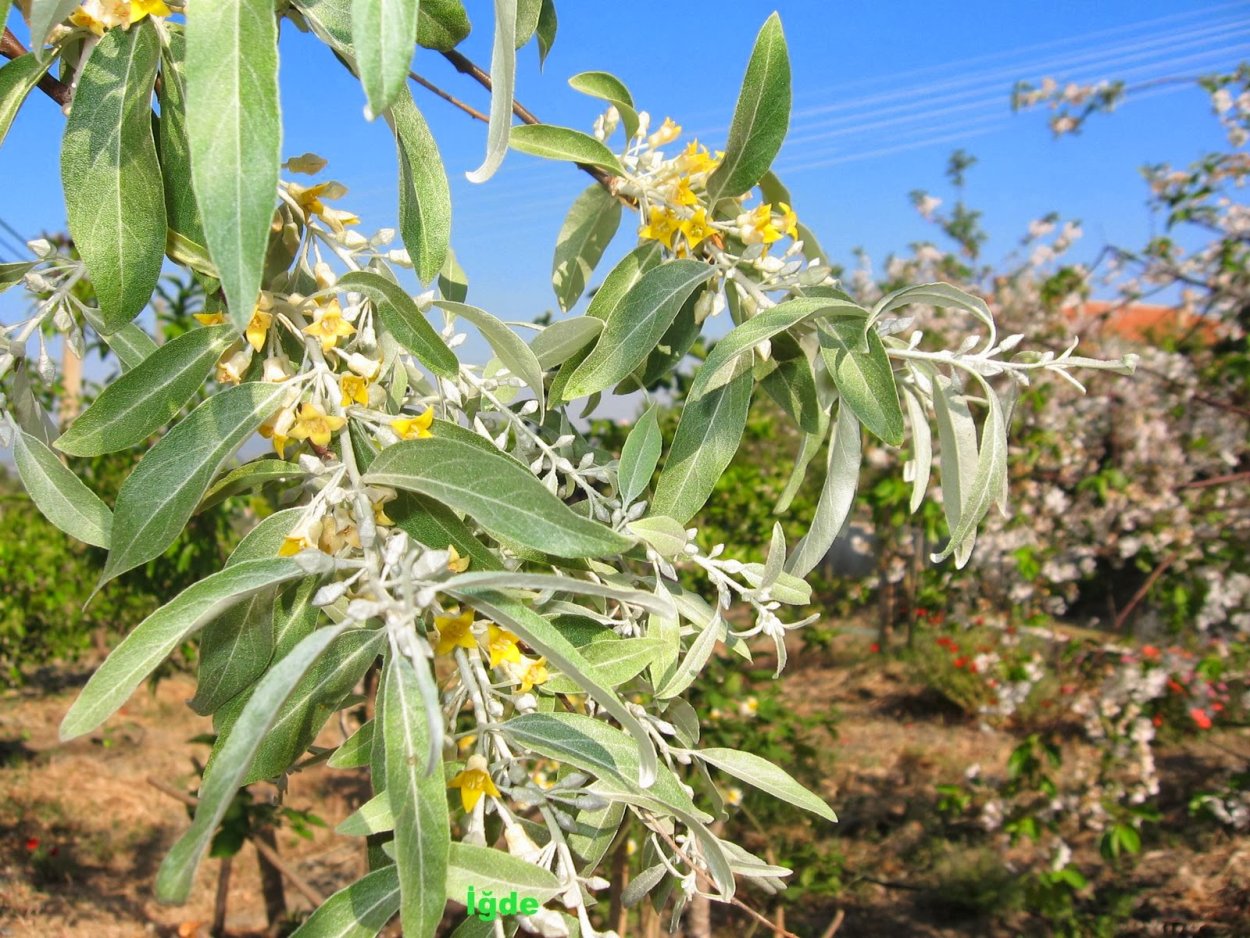 Пшат на украинском