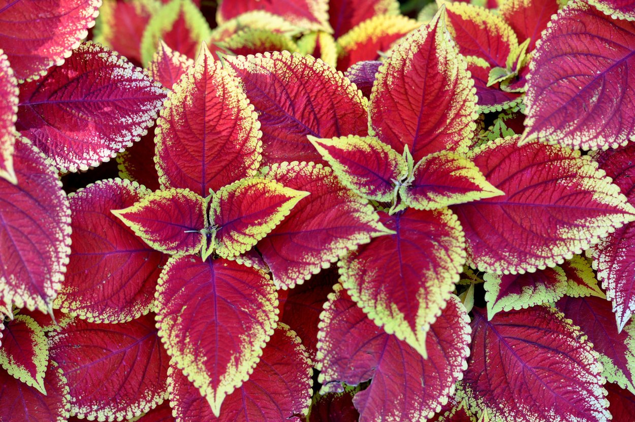 Колеус Блюме Скарлетт