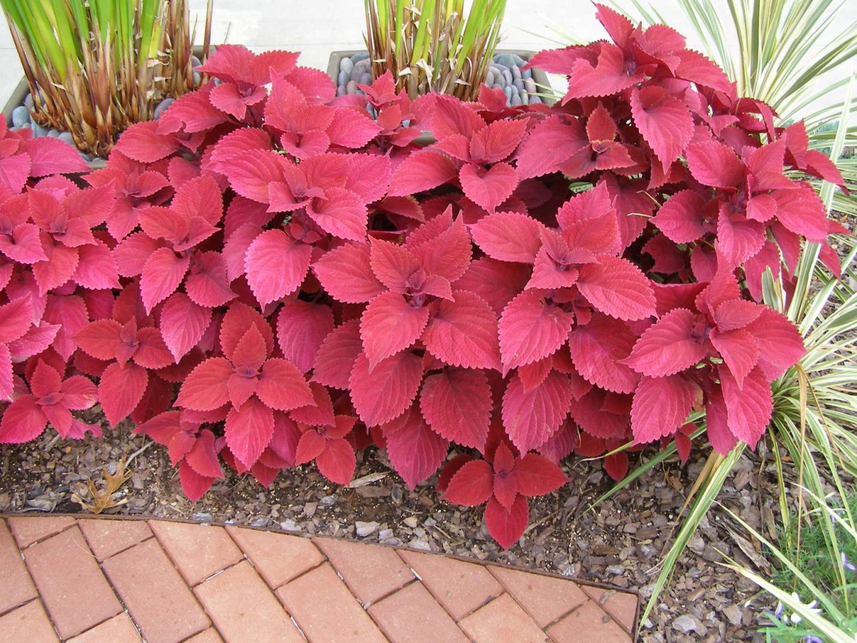 Дерево клён с красными листьями