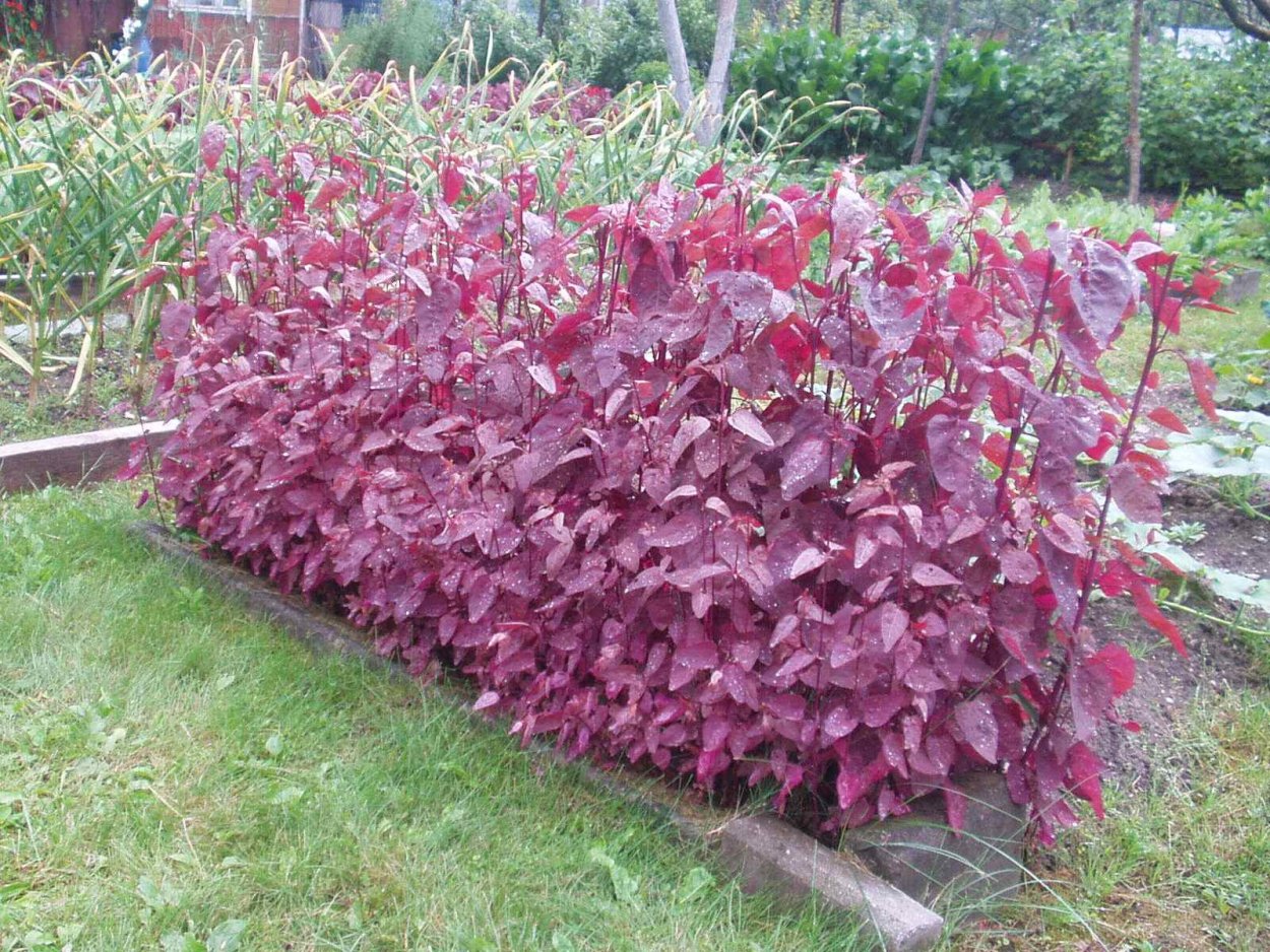 Пуансеттия белая с красной