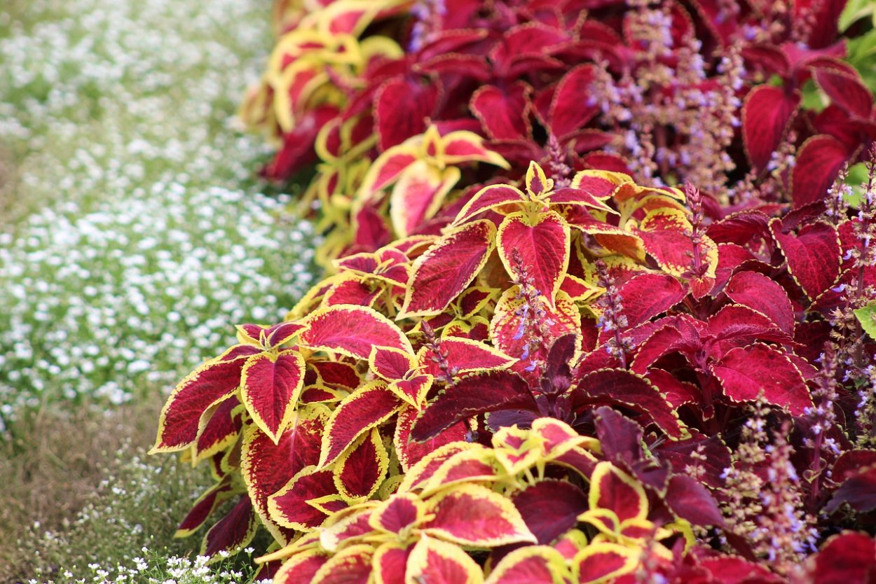 Колеус Райская птичка