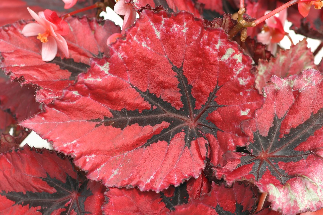 Жимолость Парпл мист