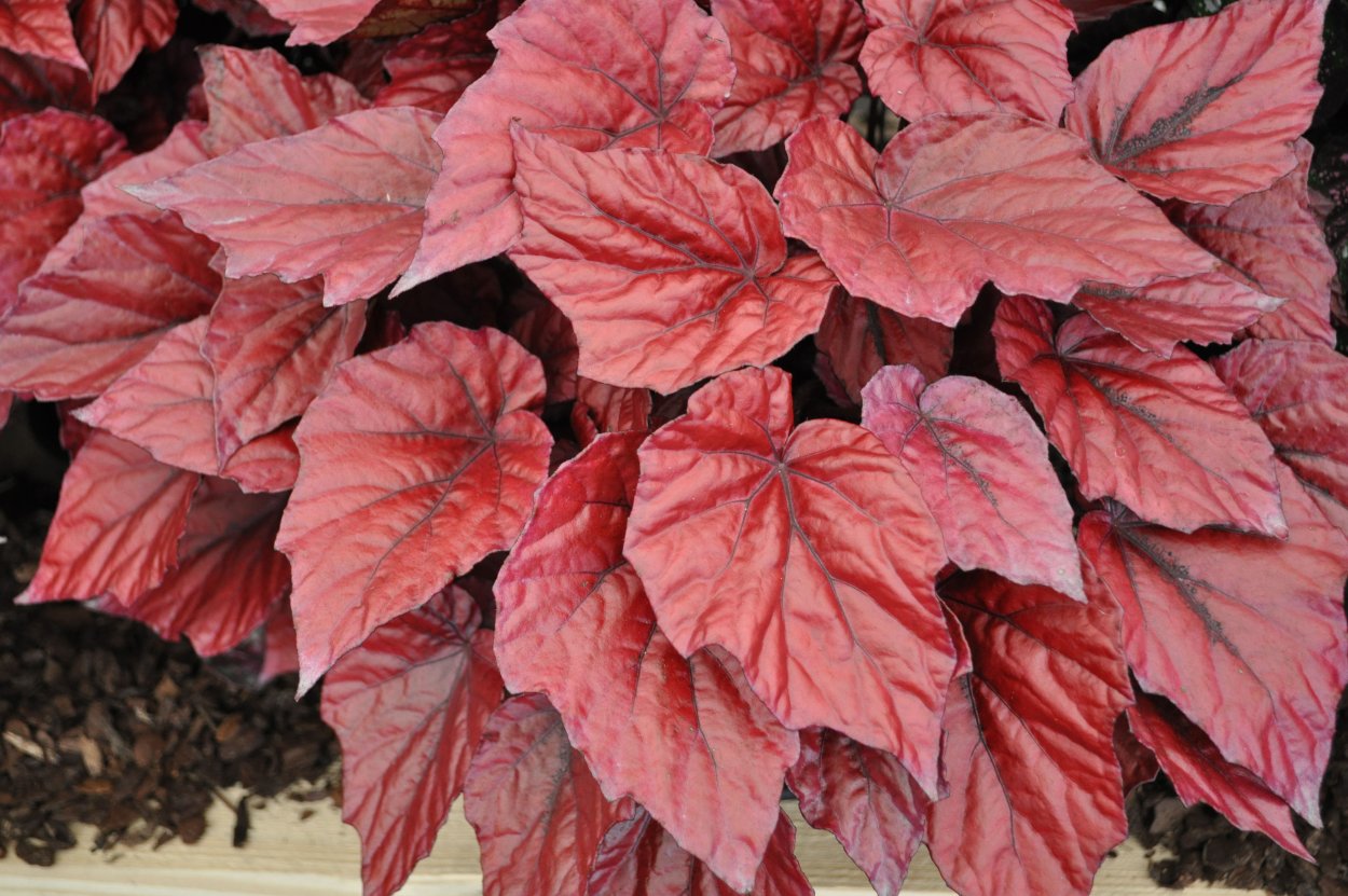 Пуансеттия Euphorbia pulcherrima