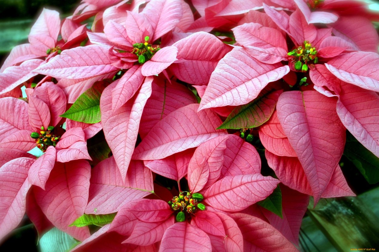 Лещина обыкновенная Пурпуреа