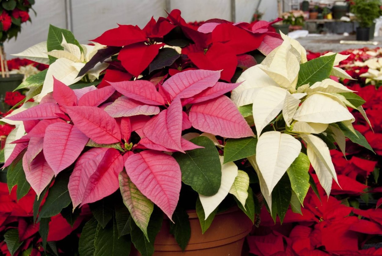 Императа ред Барон