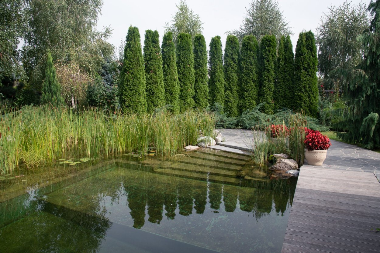 Камыш для биоплато