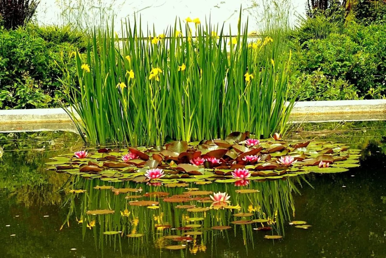 Биоплато Осока