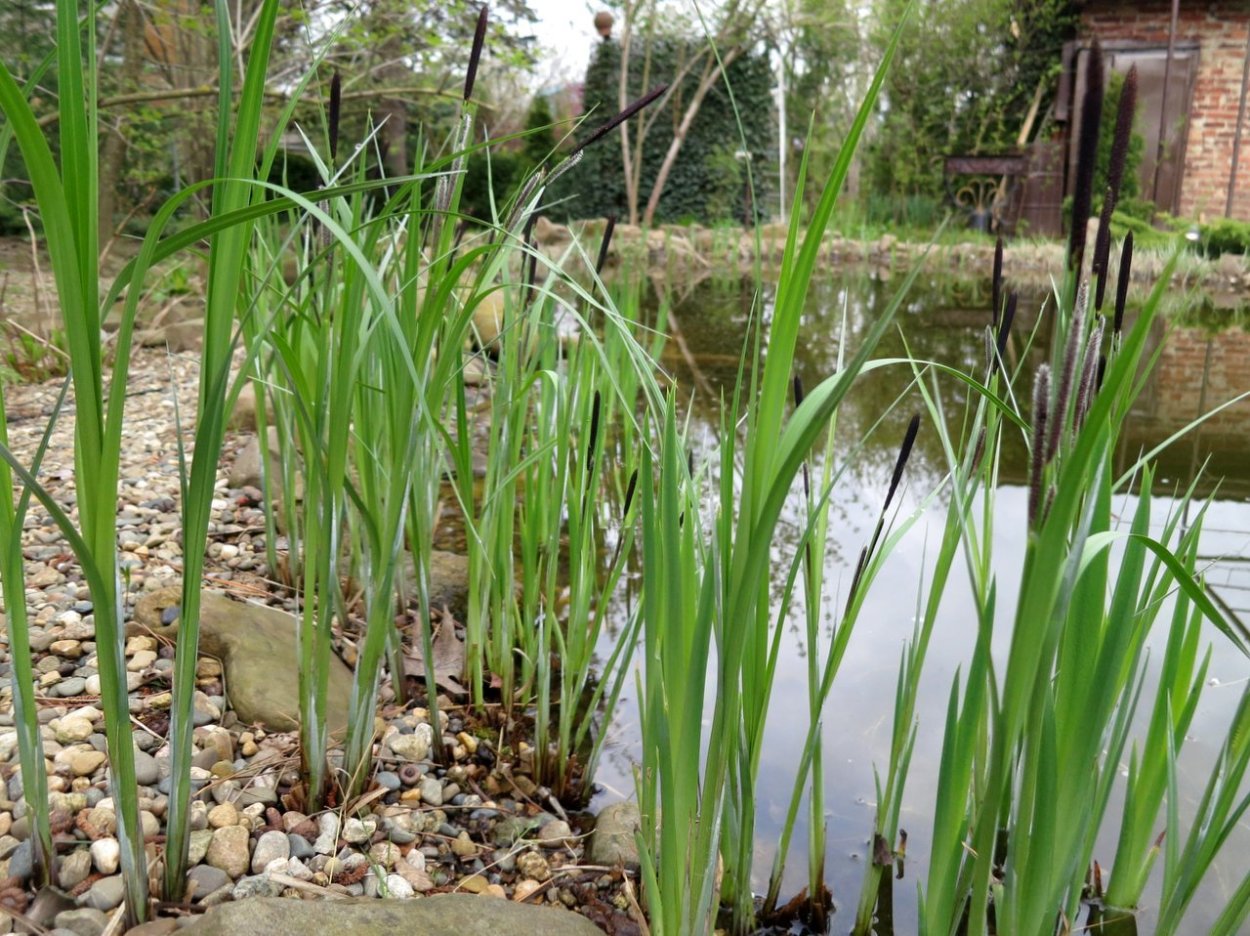 Осока для пруда