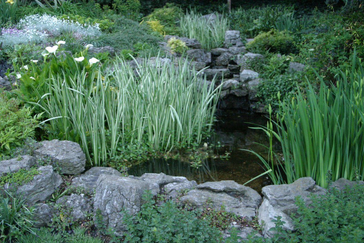 Купена Хоста пруд